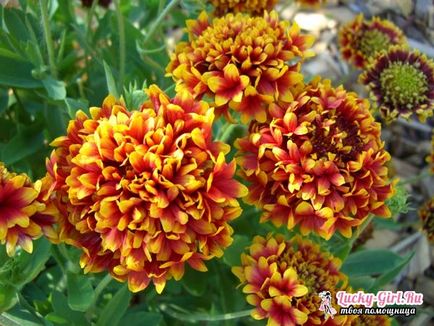plantarea Gaillardia și îngrijirea (plantare) plantare și îngrijire Gaillardia