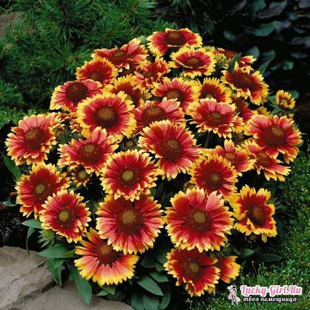 plantarea Gaillardia și îngrijirea (plantare) plantare și îngrijire Gaillardia