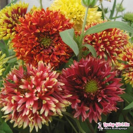 plantare Gaillardia și îngrijire (Gaillardia) plantare și îngrijire Gaillardia