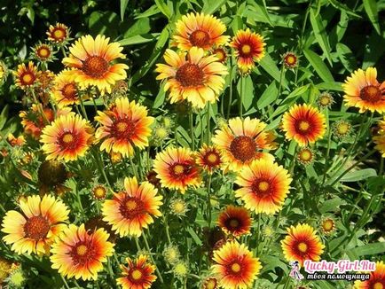 plantare Gaillardia și îngrijire (îngrijire) plantare și îngrijire Gaillardia