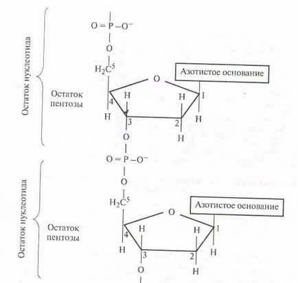 Codul genetic și proprietățile sale (genetice) Codul genetic și proprietățile sale