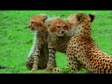 Ghepardul - cel mai rapid prădător teren (prădător) Ghepardul - cel mai rapid animal de pradă de pe pământ