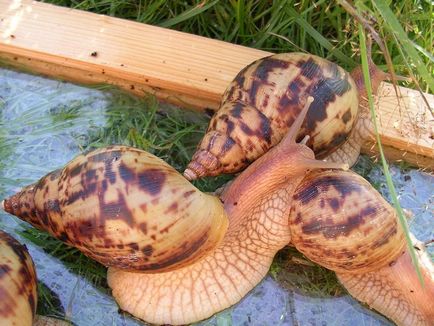 Melcul gigant Achatina (lat (Enciclopedia. Enciclopedia. Material pentru curs) Gigantul Melcul Achatina (limba latină: