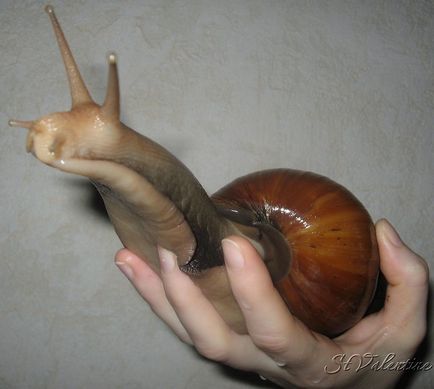 Gigantul melc Achatina (lat (Achatina) Gigantul Melcul Achatina (limba latină: