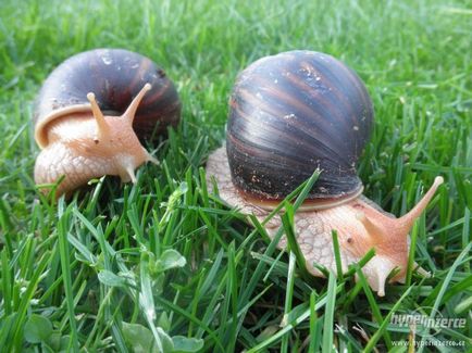 Gigantul melc Achatina (lat (Achatina) Gigantul Melcul Achatina (limba latină: