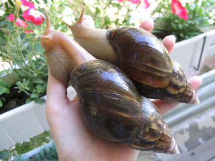 Gigantul melc Achatina (lat (achatina fulica) Gigantul Melcul Achatina (limba latină:
