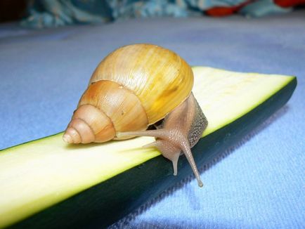 Gigantul melc Achatina (lat (gigant) Gigantul Melcul Achatina (limba latină: