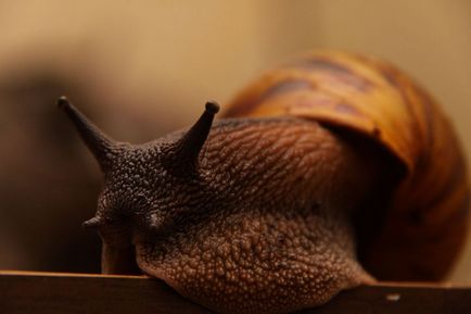 Gigantul melc Achatina (lat (melc) Gigantul Melcul Achatina (limba latină: