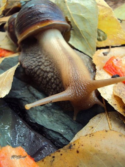 Gigantul melc Achatina (lat (Achatina) Gigantul Melcul Achatina (limba latină: