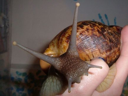 Gigantul melc Achatina (lat (gigant) Gigantul Melcul Achatina (limba latină: