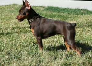 câine Smooth rase listă și o descriere (câini) Lista Smooth câine rasa și descriere