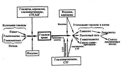 reglementarea Hormonal de glucide, lipide, proteine si apa si schimb de sare (hormonale) reglementarea Hormonal de glucide, lipide, proteine si metabolismul apei sare