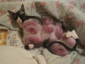 Preparate hormonale pentru pisici (hormonale) tratamente hormonale pentru pisici