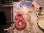 Preparate hormonale pentru pisici (droguri) tratamente hormonale pentru pisici