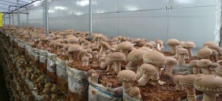 Ciuperci de afaceri - creșterea ciupercilor de vânzare (de afaceri) afaceri ciuperci - ciuperci în creștere de vânzare