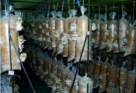 afaceri ciuperci - ciuperci în creștere de vânzare (ciuperci) afaceri ciuperci - ciuperci în creștere de vânzare