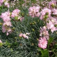 Carnation Chabot un pick (a alege) Carnation Chabot mânuirea sabiei
