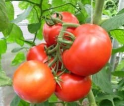 varietate de tomate nedeterminate (tomate) soiuri de tomate nedeterminate
