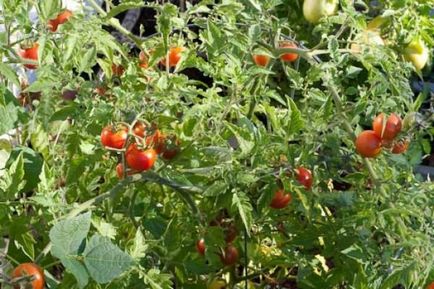 varietate de tomate nedeterminate (în care creșterea ramificare) soiuri de tomate nedeterminate