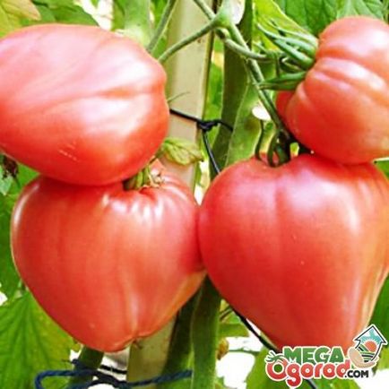 varietate de tomate nedeterminate (în care creșterea ramificare) soiuri de tomate nedeterminate