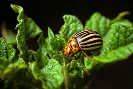 Instrucțiuni de utilizare Insecticid tanrek (aplicații) Insecticid manualul de instrucțiuni tanrek