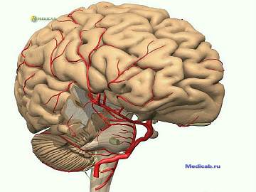 accident vascular cerebral simptome, tratamentul si prevenirea bolilor (simptomelor) accident vascular cerebral simptome, tratamentul și profilaxia bolilor