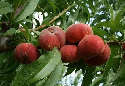 Peach: Descriere Peach și caracterizarea hibrid, video și fotografii (descriere) Peach: Descriere Peach și caracterizarea hibrid, video și fotografii