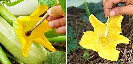 polenizare artificială a plantelor (polenizare artificială) polenizare artificială