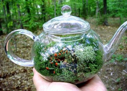 Islandeză tuse Moss (Pune pentru a aduce foc) tuse mușchi islandez