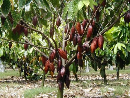 beneficii de cacao și ranirea de pulbere de sănătate boabe de cacao fotografie, călătorie în lumea naturii (cacao) beneficii de cacao și ranirea de pulbere de sănătate boabe de cacao fotografie, călătorie în lumea naturii