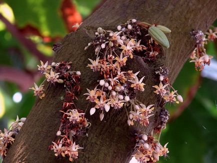 beneficii de cacao și ranirea fotografie pudră de cacao de sănătate, călătorie în lumea naturii (pudră de cacao calorii) beneficii de cacao și ranirea de pulbere de sănătate boabe de cacao fotografie, călătorie în lumea naturii