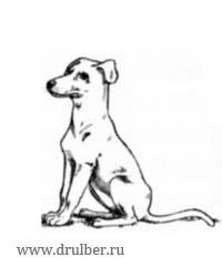 Cum de a desena un câine (câine cum să atragă pas cu pas) Cum să atragă un câine