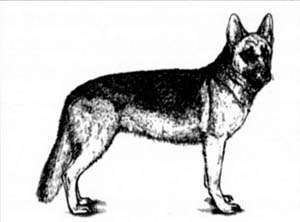 Cum de a desena un câine (cum să atragă un câine) Cum să atragă un câine
