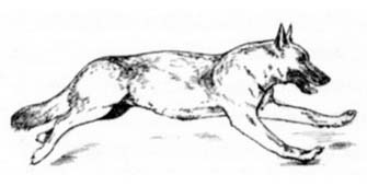 Cum de a desena un câine (cum să atragă un câine) Cum să atragă un câine