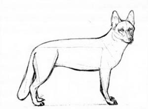 Cum de a desena un câine (cum să atragă un câine) Cum să atragă un câine