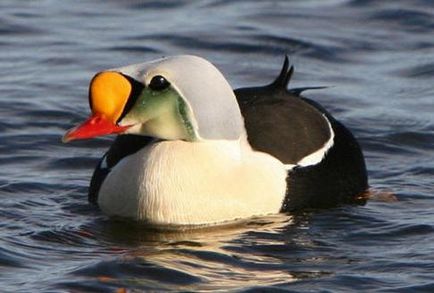 Cum să atragă tundra, florei și faunei sale (egal) Cum să atragă tundra, flora și fauna