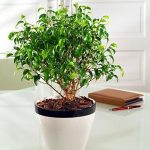 Care este frunzele nume ficus cu rădăcini mari, alb-verde, mici, lungi și subțiri (frunze) Care este numele de frunze de ficus cu rădăcini mari, alb-verde, mici, lungi și subțiri