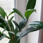 Care este numele de frunze de ficus cu rădăcini mari, alb-verde, mici, lungi și subțiri (numite) Care este numele de frunze de ficus cu rădăcini mari, alb-verde, mici, lungi și subțiri