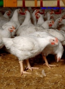 Cum de a organiza o afacere la puii de carne (pui de carne de vârstă ar trebui să cântărească) Cum de a organiza o afacere la puii de carne
