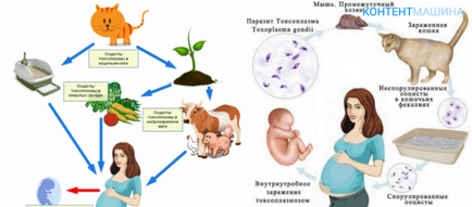 Ca metode transferate infecție toxoplasmoză și perioada de incubație (metode) Ca metode transferate infecție toxoplasmoză și perioada de incubare