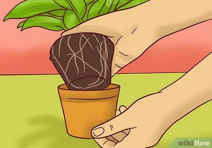 Cum să transplant de plante (noua plantă în ghiveci) Cum să transplant de plante