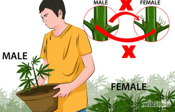 Cum să transplant de plante (noua plantă în ghiveci) Cum să transplant de plante