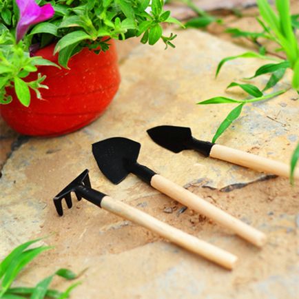 Cum să planteze flori la cabana (dacha pot fi plantate) Cum de a planta flori la cabana