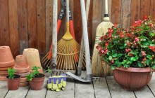 Cum de a planta flori la cabana (flori) Cum de a planta flori la cabana