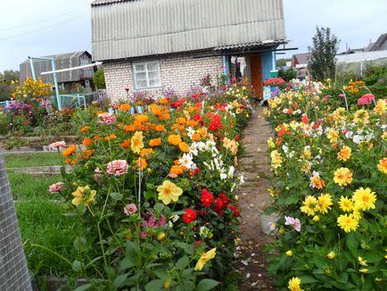 Cum să planteze flori la cabana (dacha pot fi plantate) Cum de a planta flori la cabana