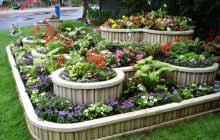 Cum să planteze flori la cabana (dacha) Cum de a planta flori la cabana