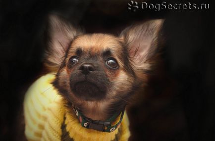 Cum să se spele pe dinti chihuahua (ambele curate) Cum să se spele pe dinti Chihuahua