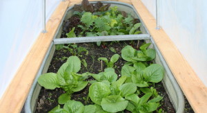 Cum de a planta o salata de frunze în teren deschis la domiciliu (foi) Cum de a planta salată în teren deschis la domiciliu