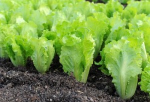 Cum de a planta o salata de frunze în teren deschis în casă (dreapta) Cum de a planta salată în teren deschis la domiciliu
