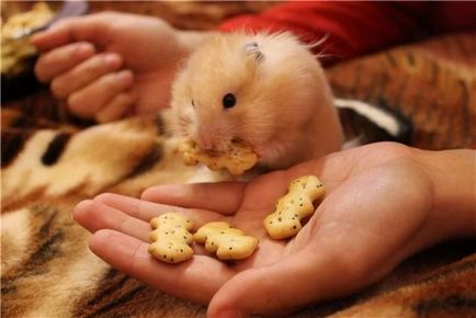 Cum de a instrui hamsterul în mâinile domesticirea Jungar și hamster sirian